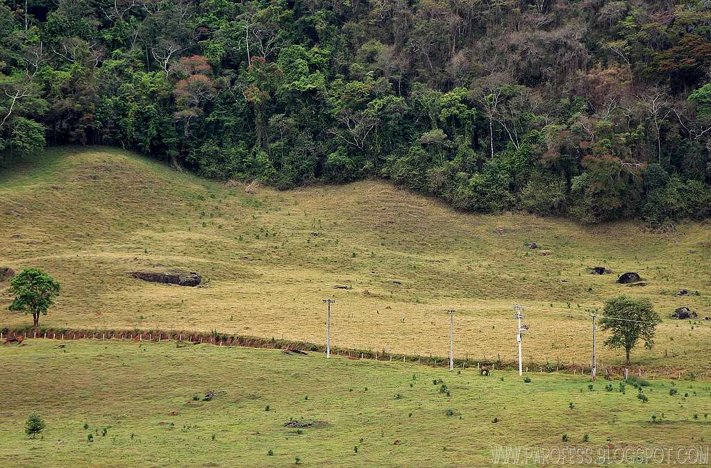 Lovely tree line at Aiuruoca county