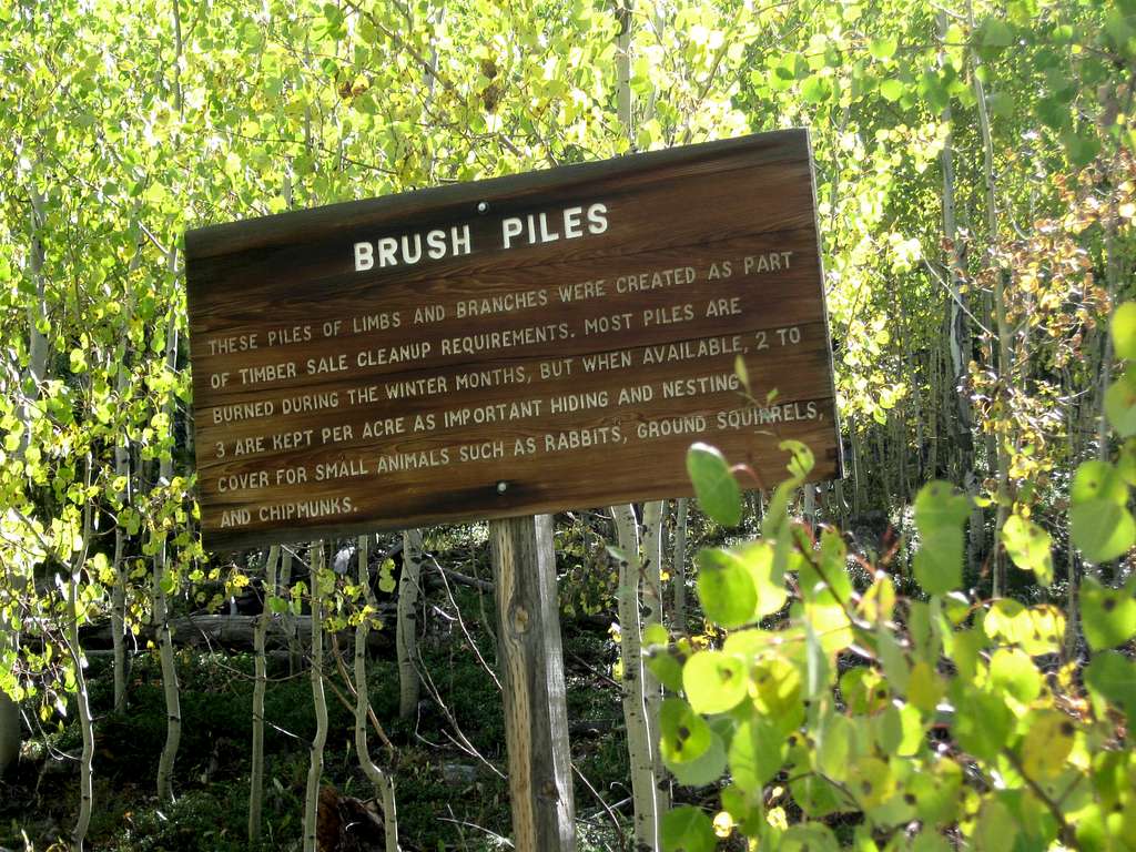 Brush Pile info