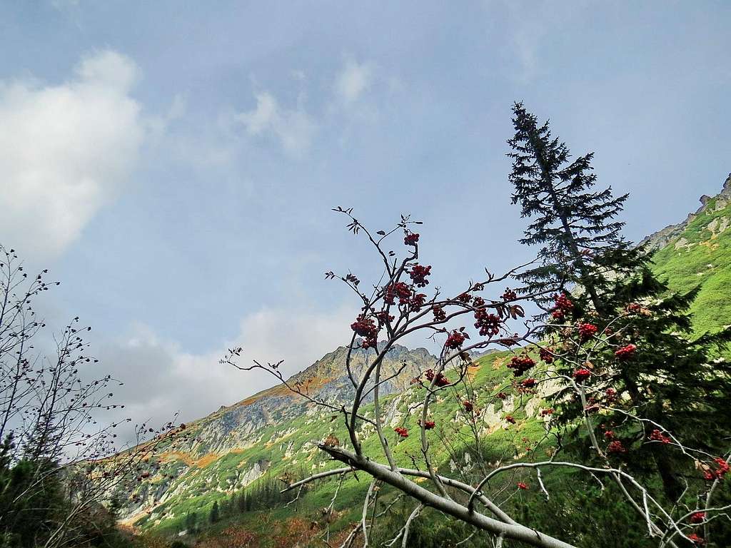 Rowan with Granaty in background