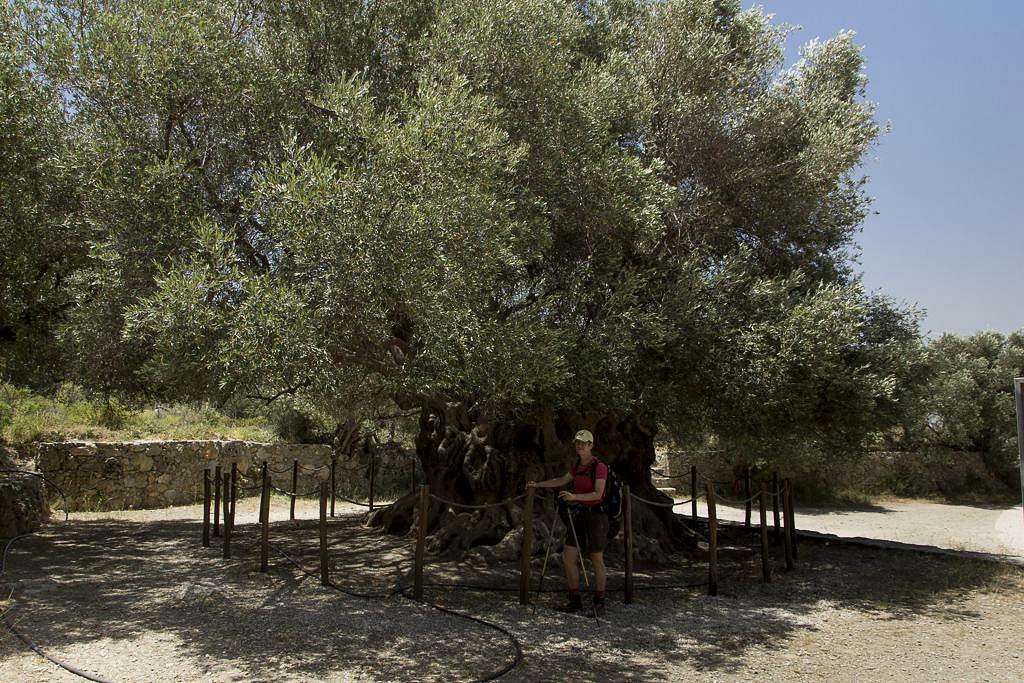 Azorias Olive Tree