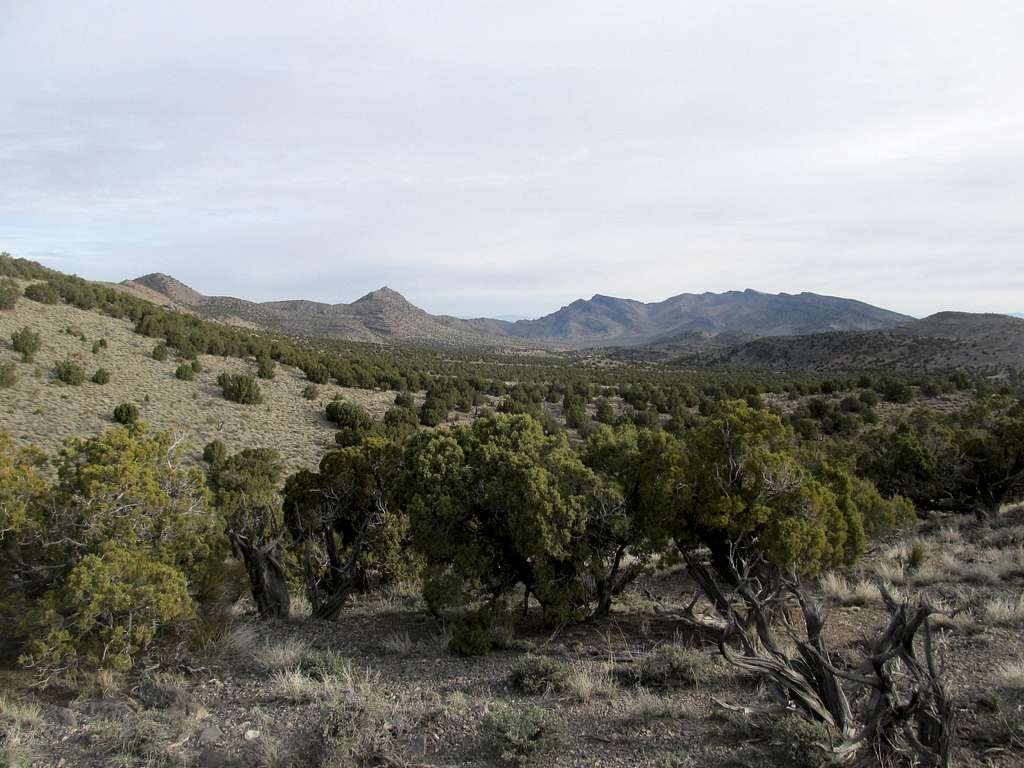 northern Cricket range