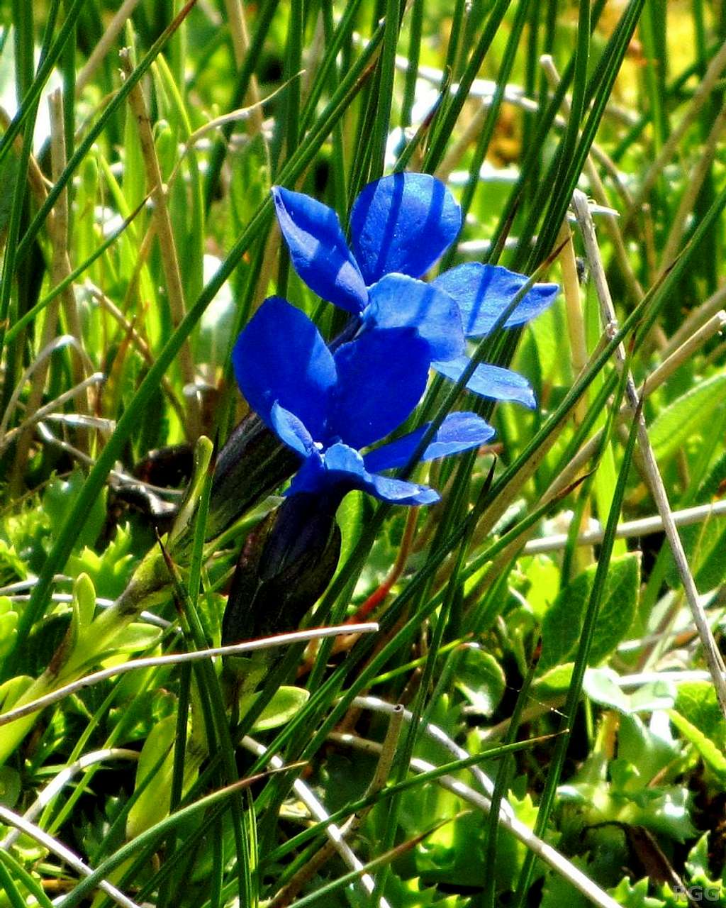 Gentianacea verna in an alpine meadow near the Andelsalm