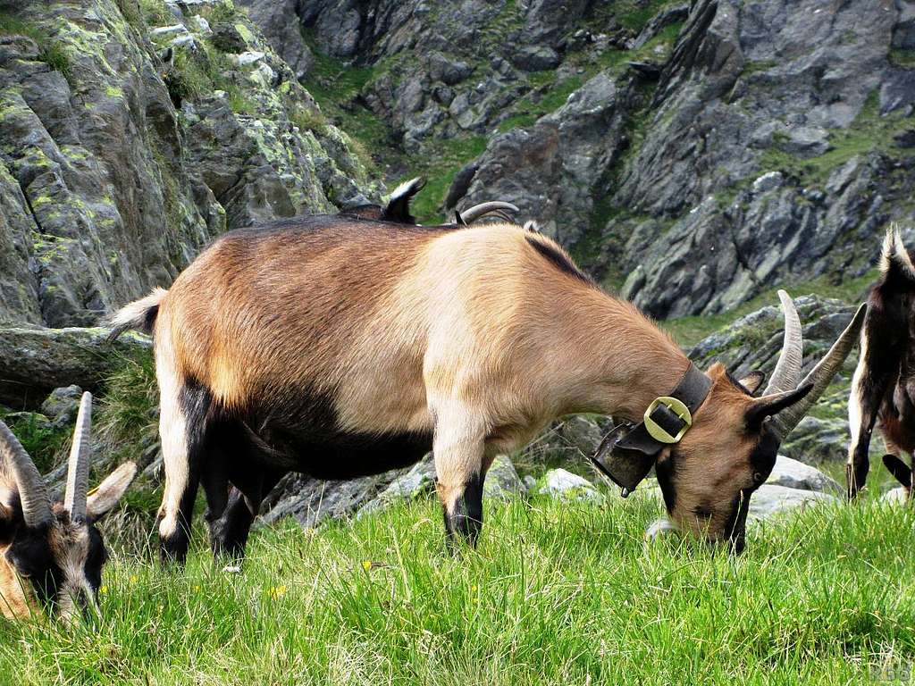 A grazing goat on the slopes of the Lazinser Rötelspitze