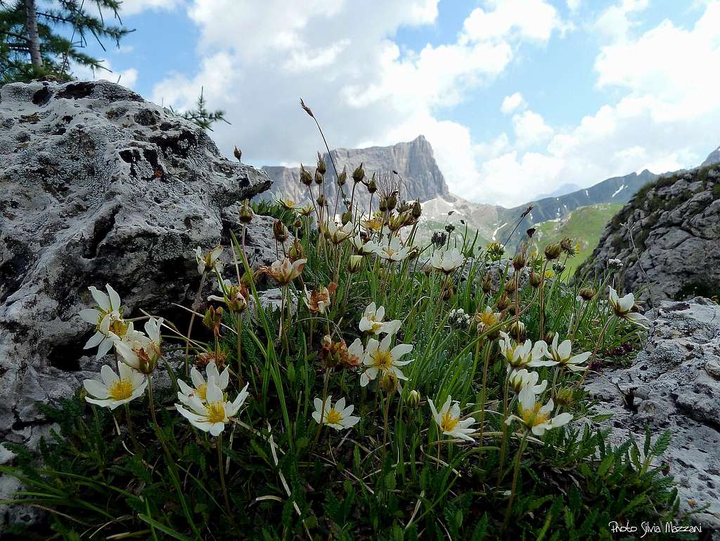 Early summer nice bloom (Camedrio alpino) and Lastoni di Formin in the background