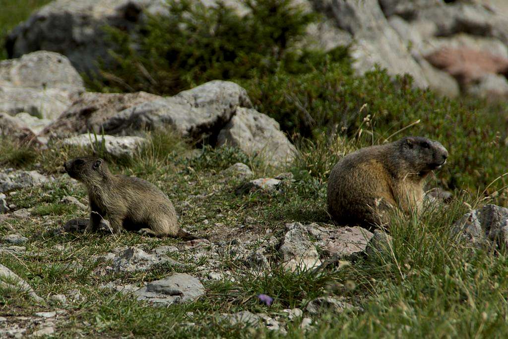 Marmot family
