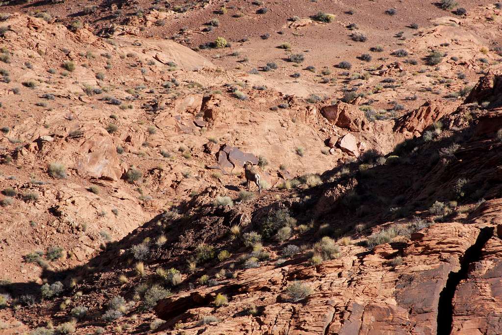 desert bighorn sheep 1