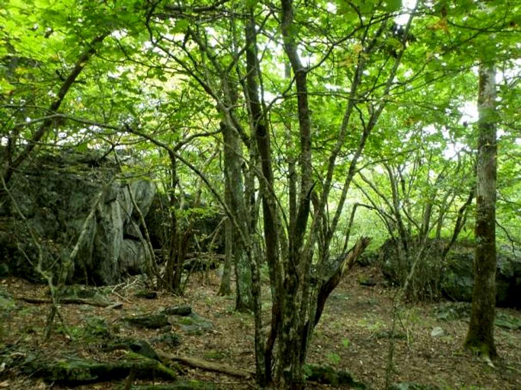 Coosa Bald Regrowth