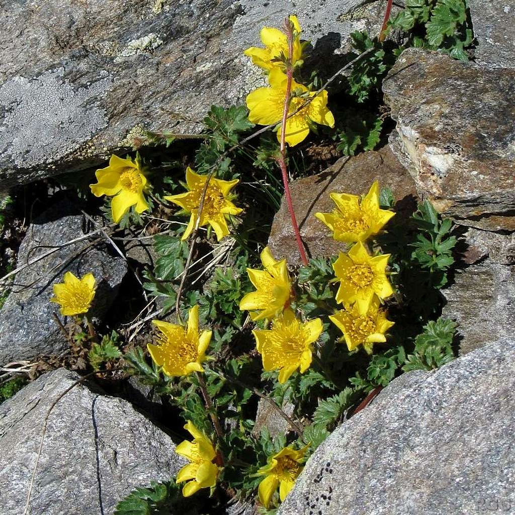 Geum reptans