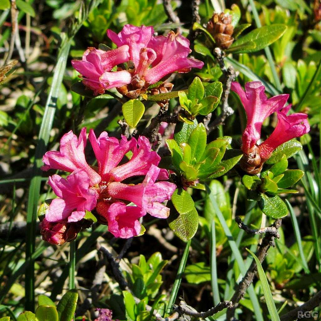 Alpenrose in the Texel Group