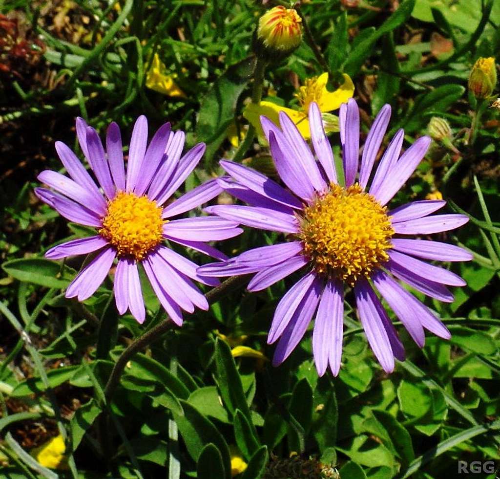 Alpine asters (<i>Aster alpinus</i>) on the southern slopes of the Texel Group