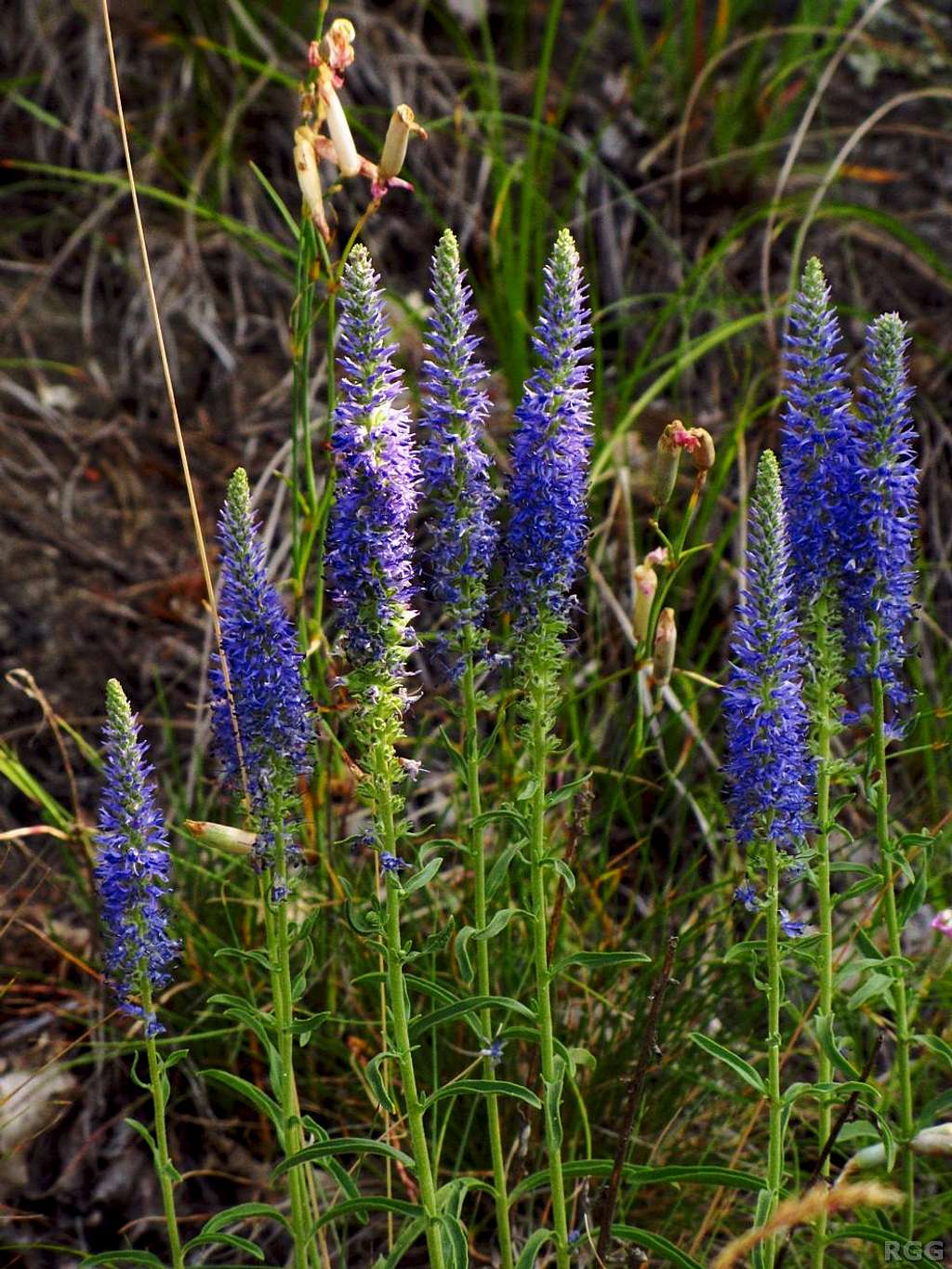 Lupines on the Sonnenberg