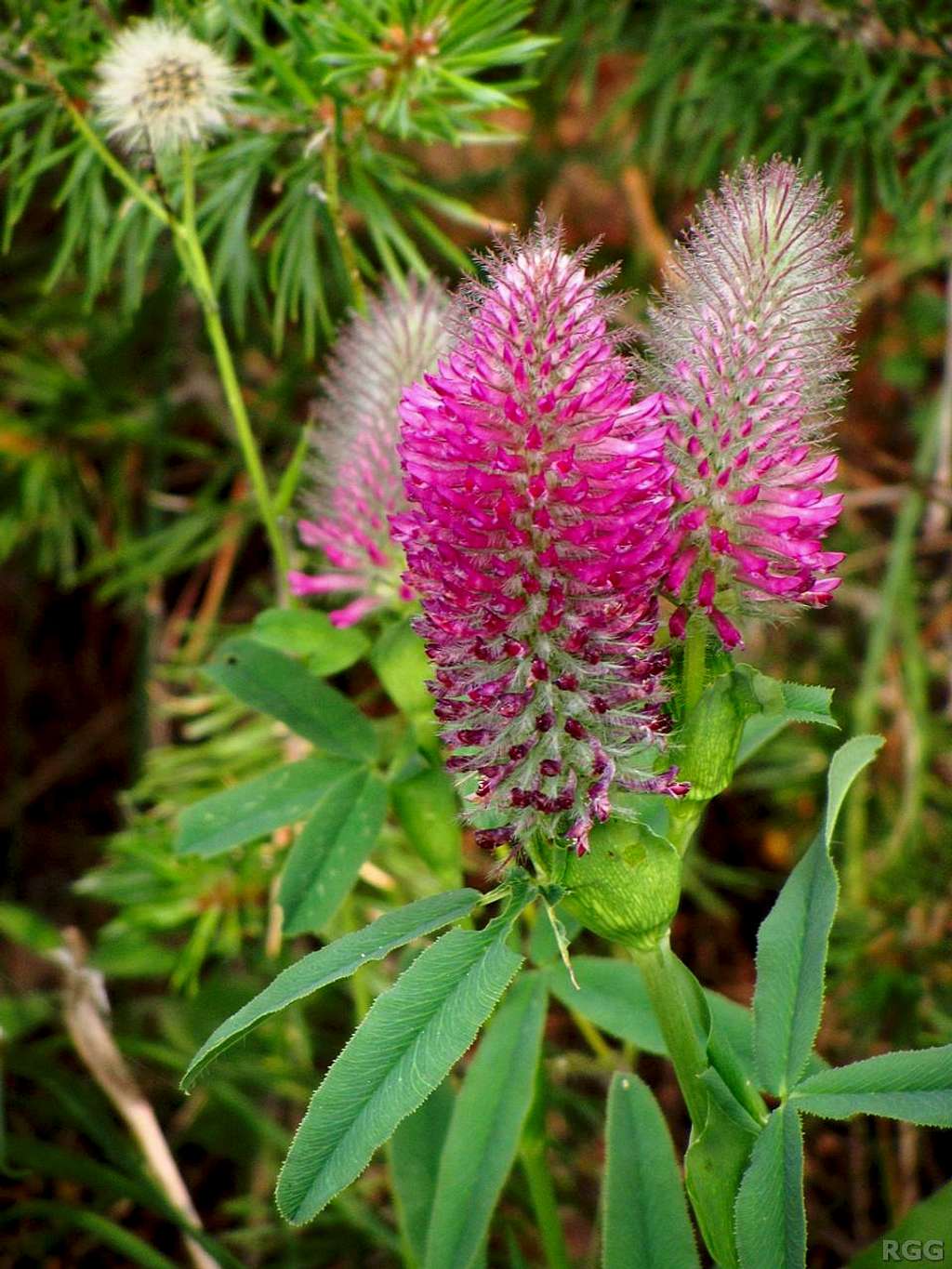 Trifolium rubens