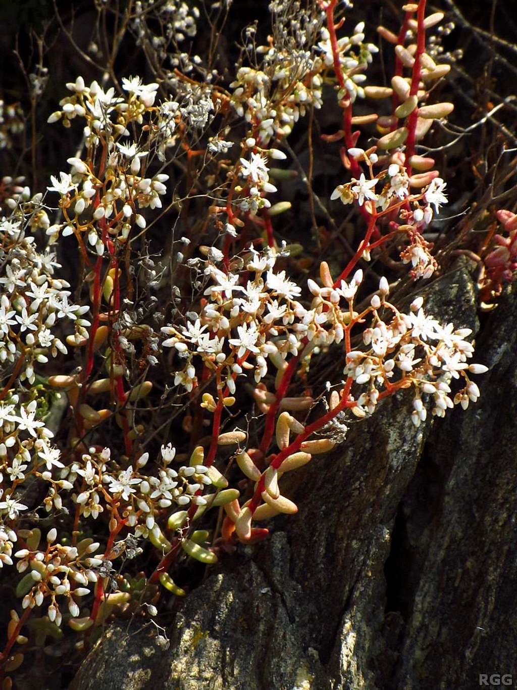 Saxifraga stellaris