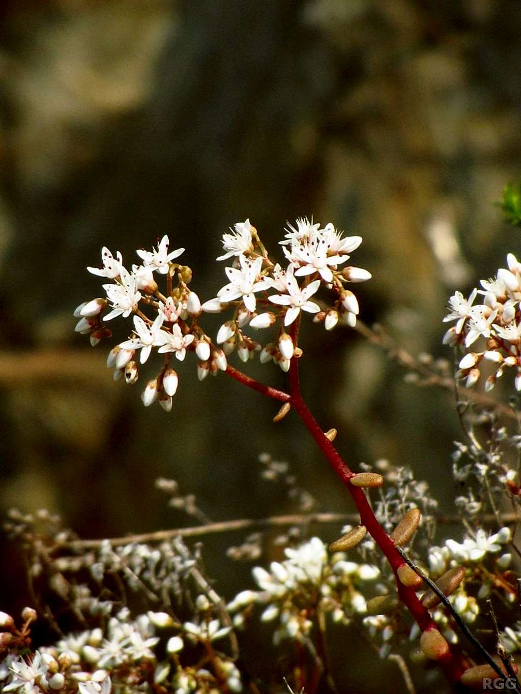 Saxifraga stellaris