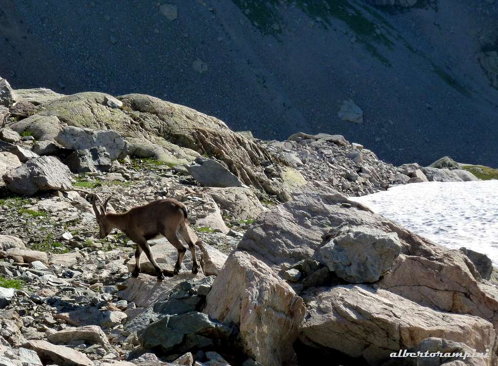 Nice puppy of Ibex along Pointe Gapard approach