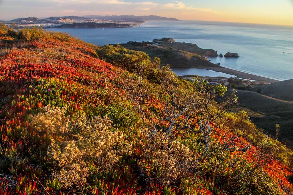 Red Carpet to the Golden Gate