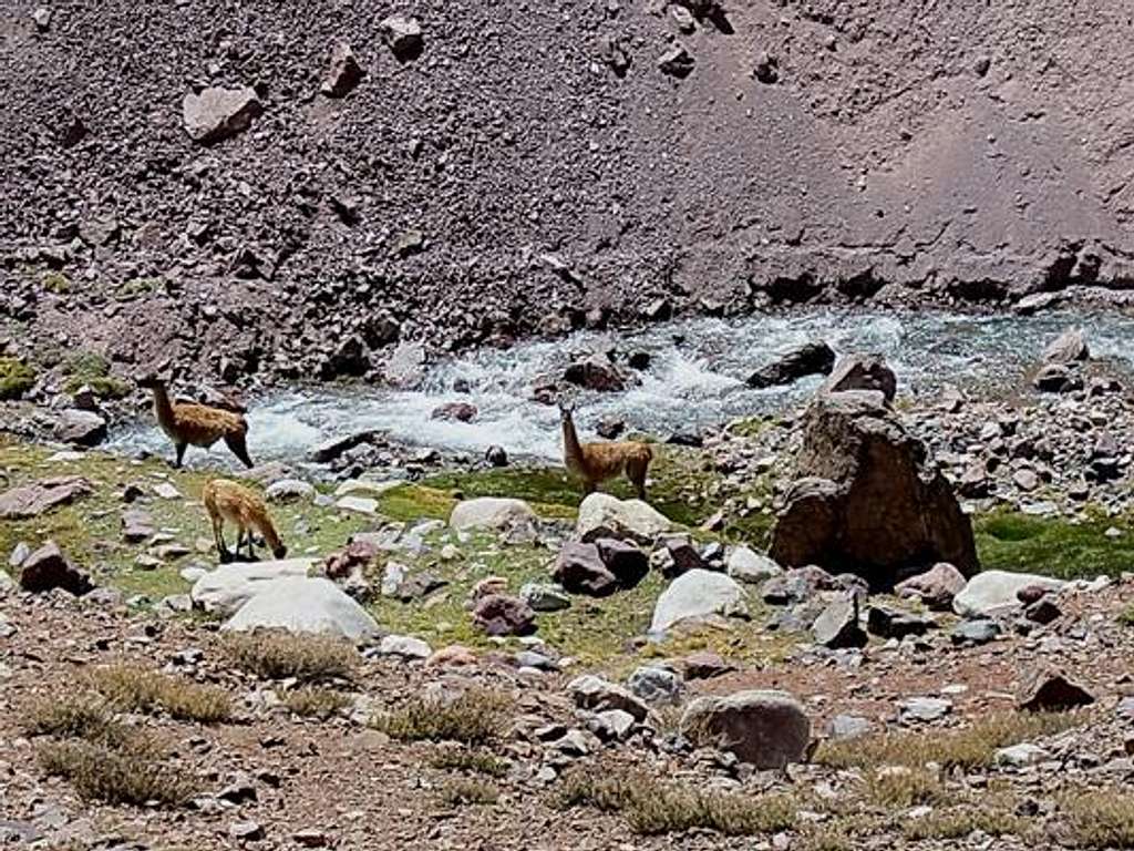 Guanacos closed to the base camp Guanaquitos