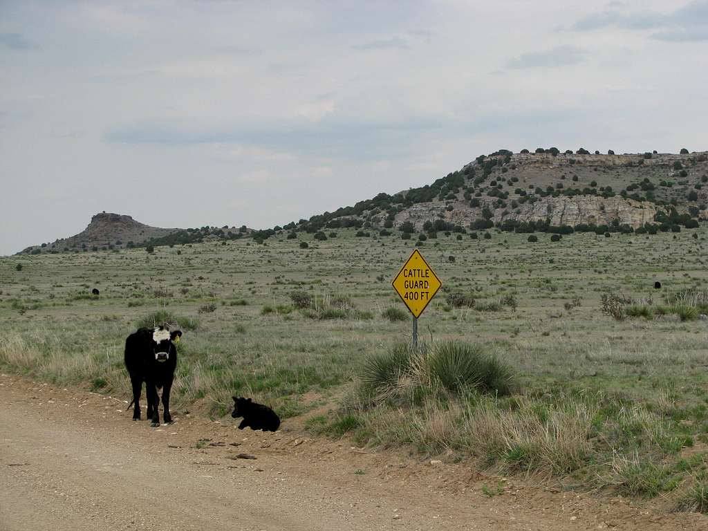 Oklahoma cows near Black Mesa