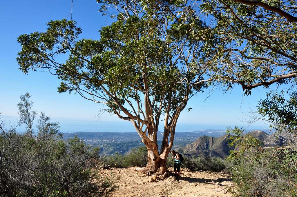 My wife at the Eucalyptus Trees Lookout
