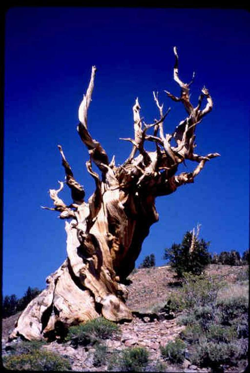 Ancient Bristlecone Pine,...