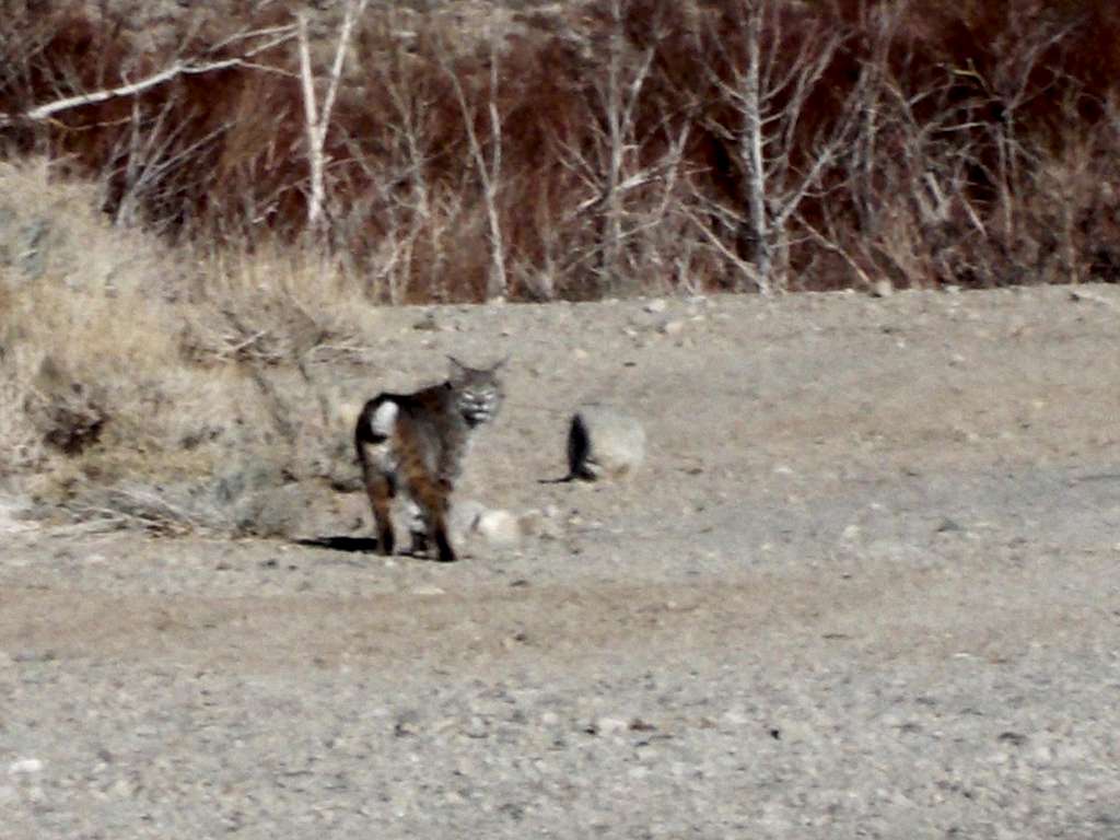 Bobcat in Pine Creek Canyon