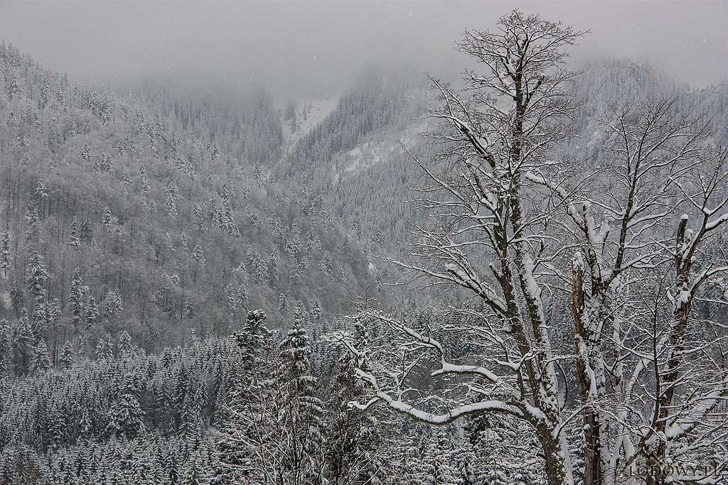 White Tatra slopes