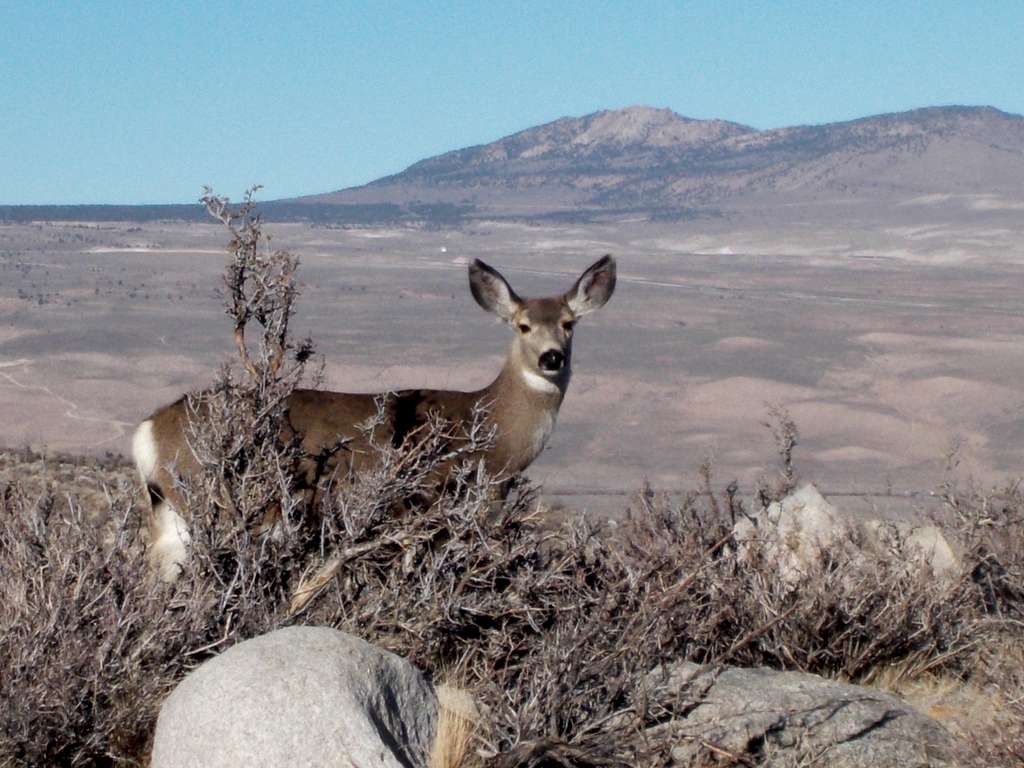 Deer above Pine Creek Canyon