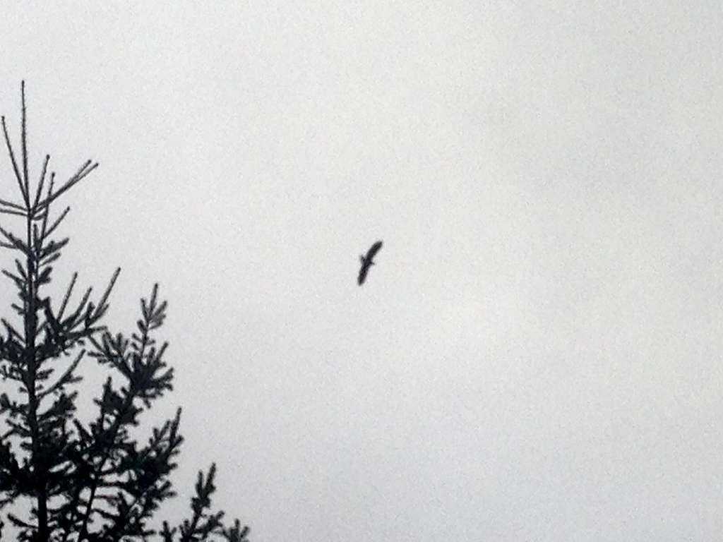 Bald Eagle from the route up