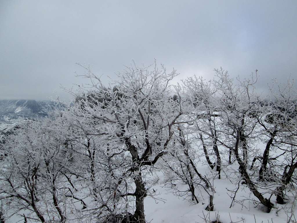 Frost covered scrub oak