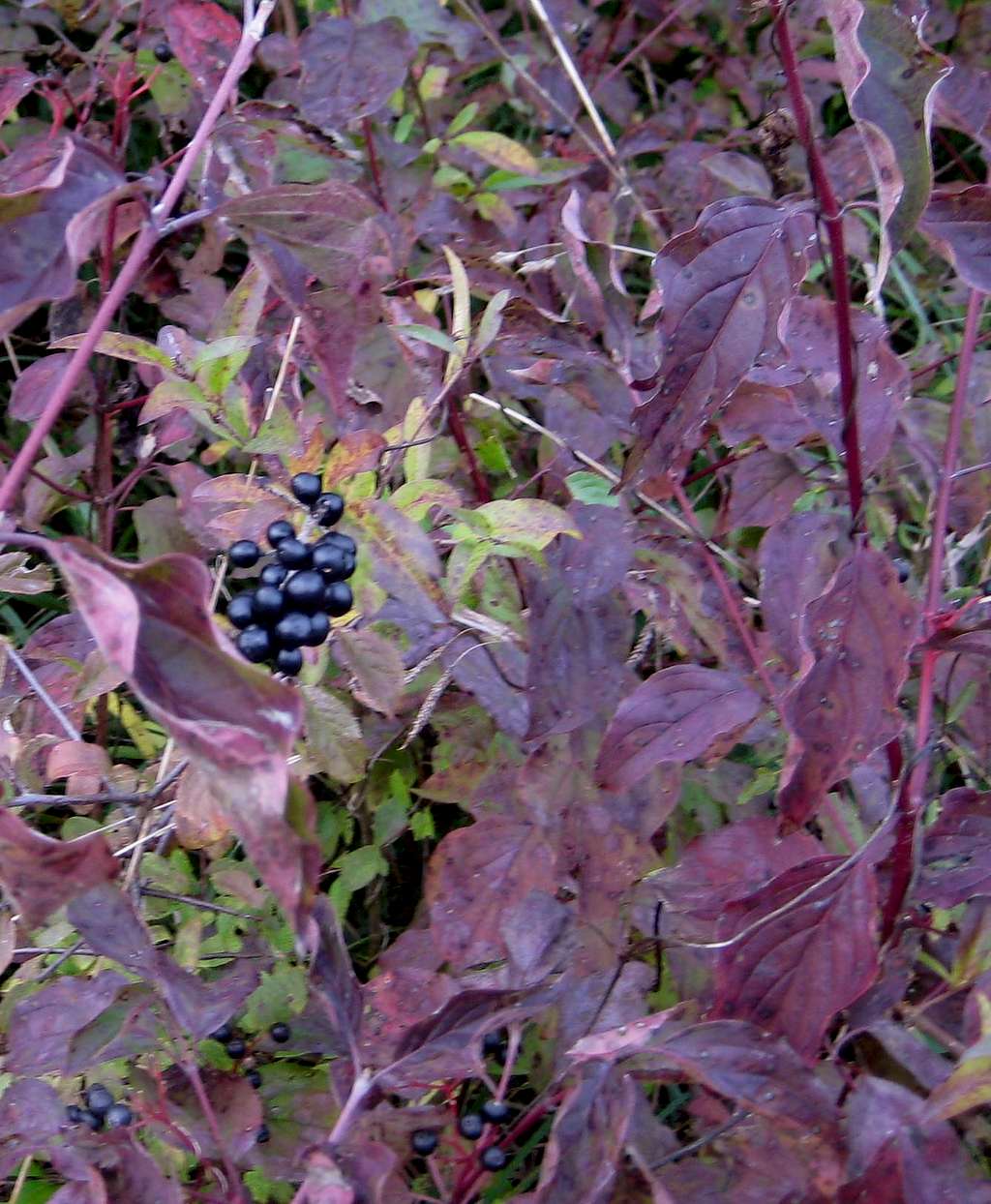 Black berries