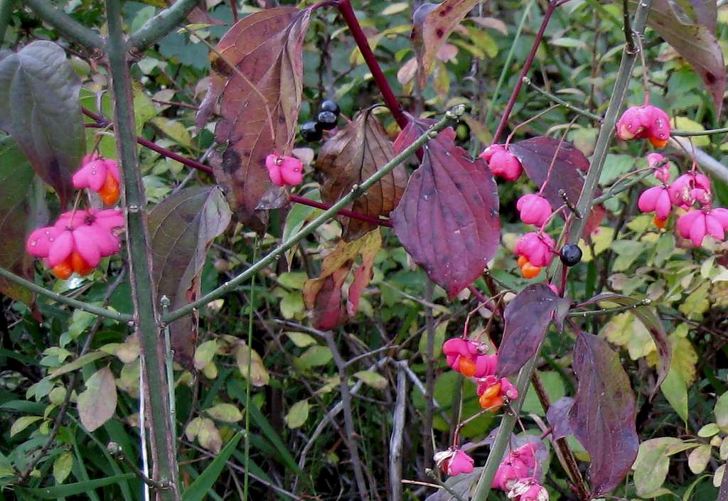 Flowers and berries in autumn