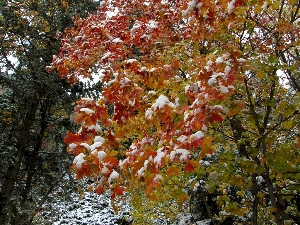 Fall color with new snow