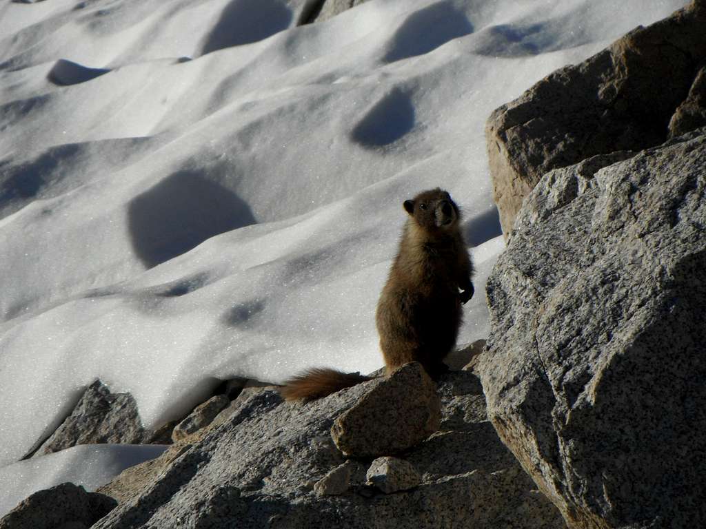 Marmot by Main Trail