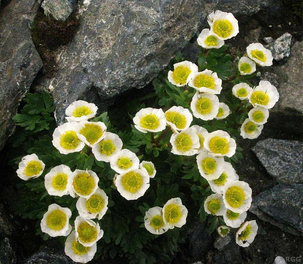 Alpine or glacier buttercups, on the summit of Roteck (3337m)