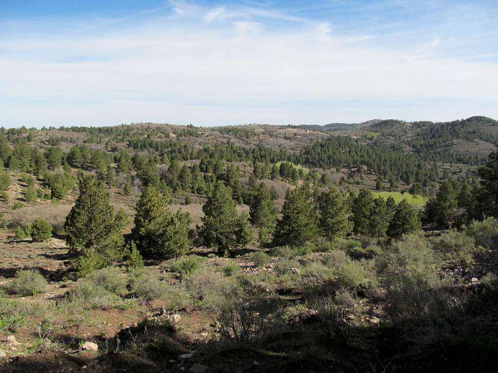wooded landscape of high Carrizos