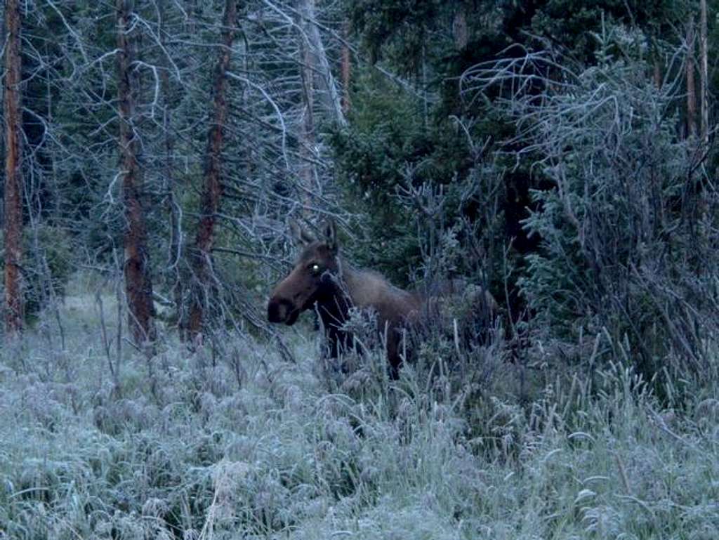 Moose near the Trailhead....