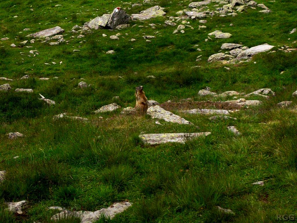 A watchful marmot