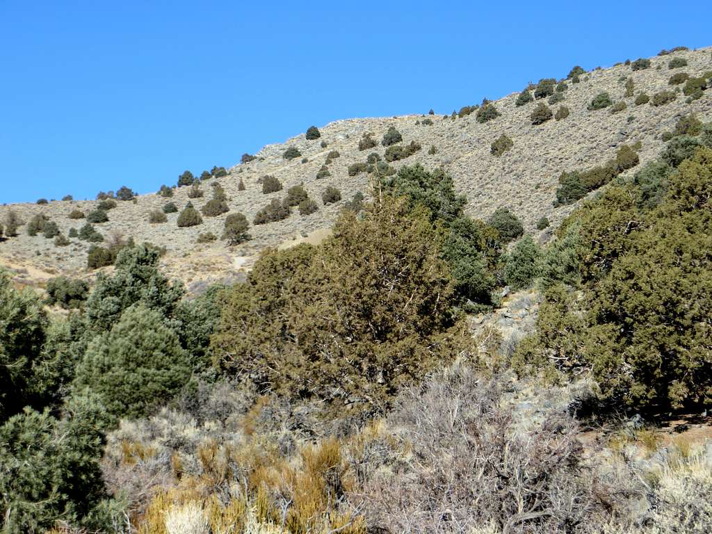 Looking up towards the summit of Hot Springs Mountain