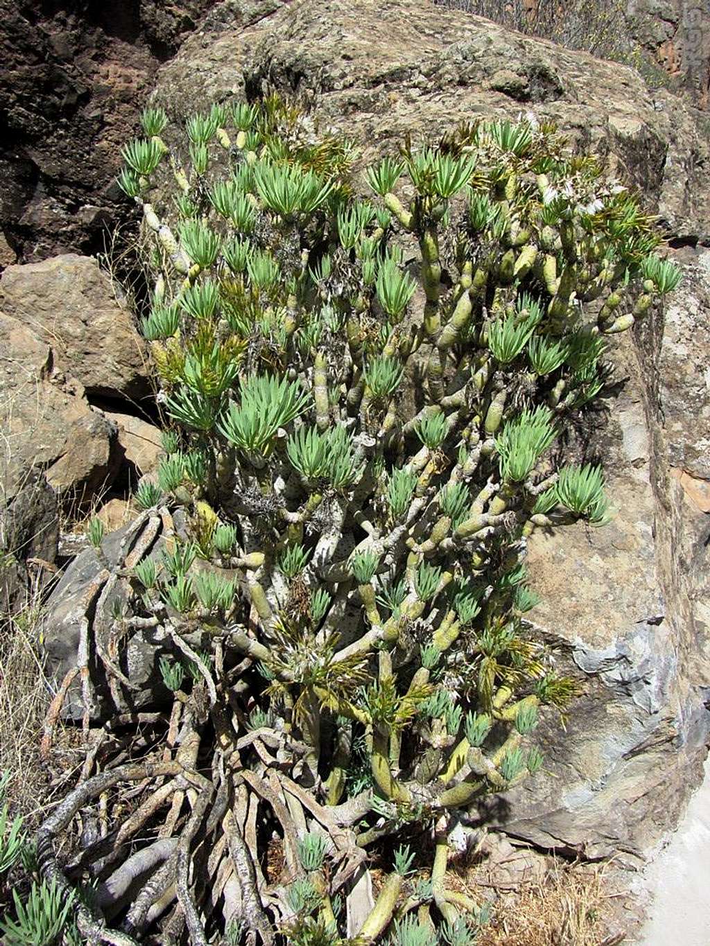 A typical Canarian plant along the approach to Via Ferrata Baviera