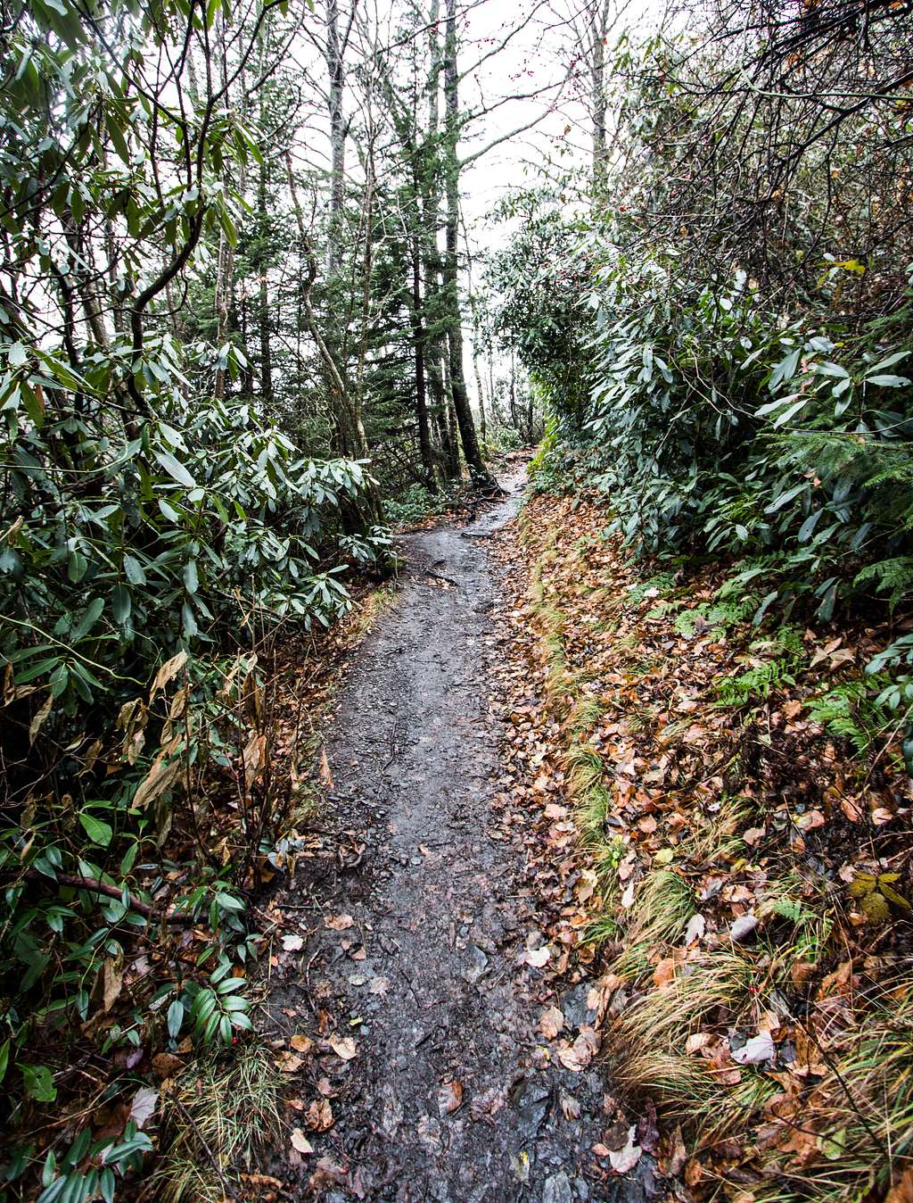 Typical Alum Cave Trail - Rhodo and Mud