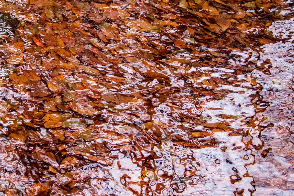 Coppery leaves line the streambed