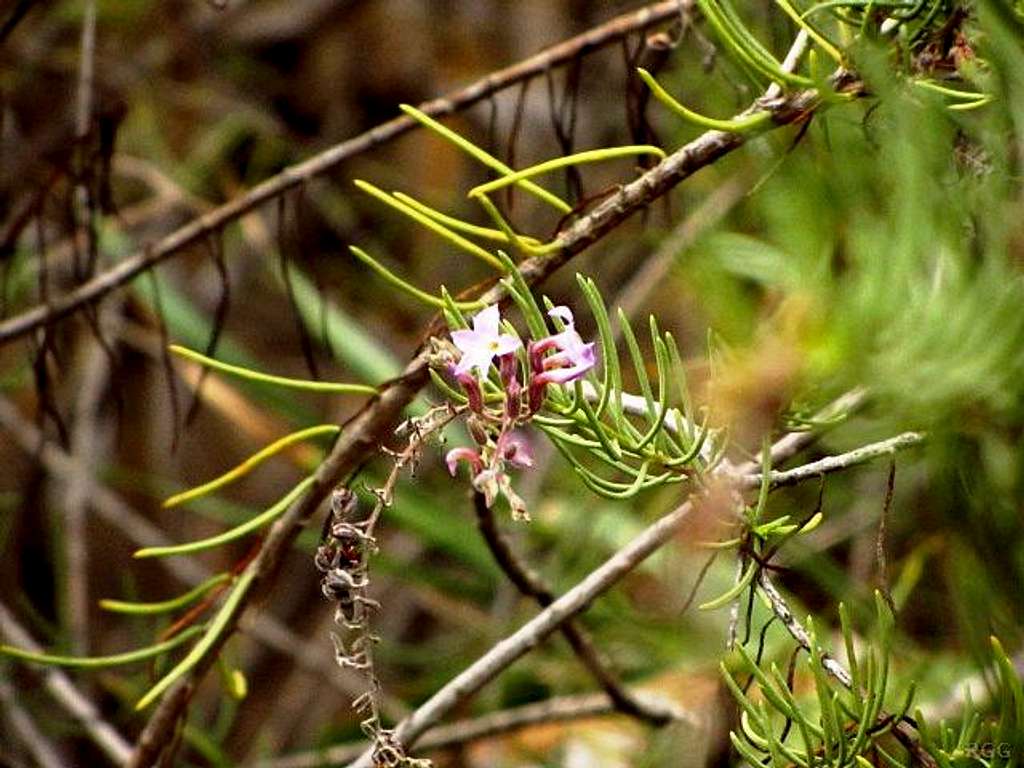 Flower in Barranco de Moya