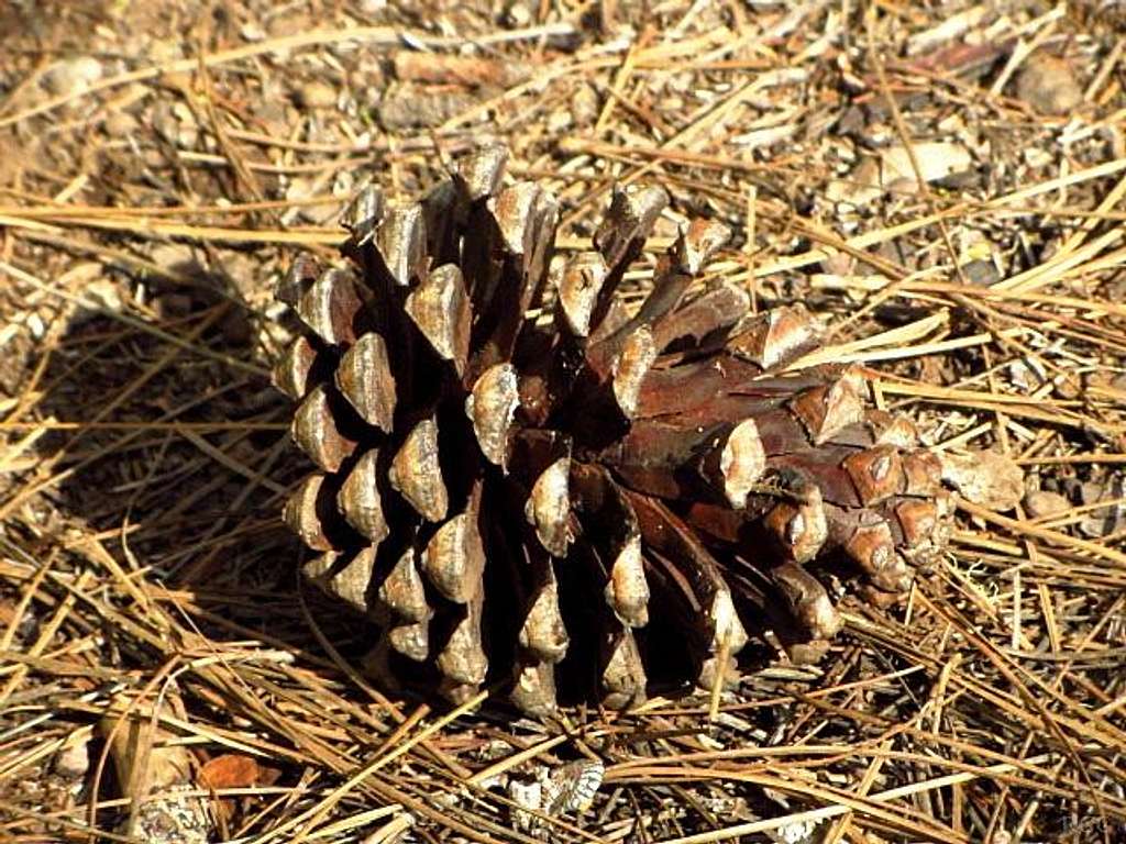 Pine cone at Tamadaba