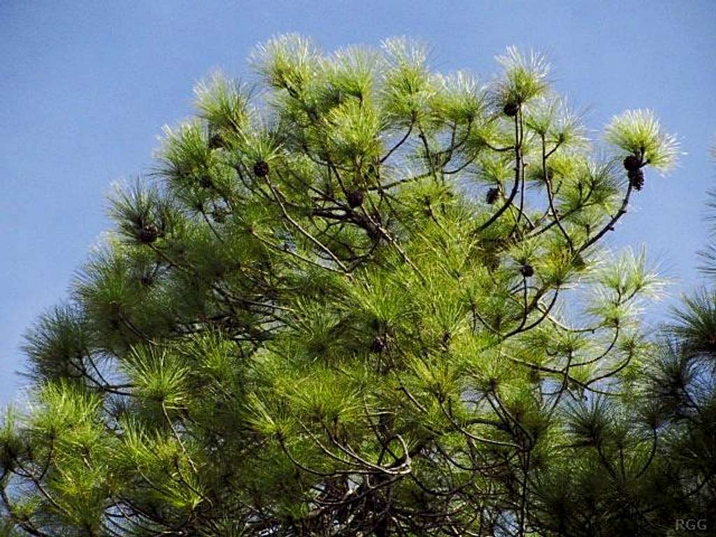 Pine at Tamadaba