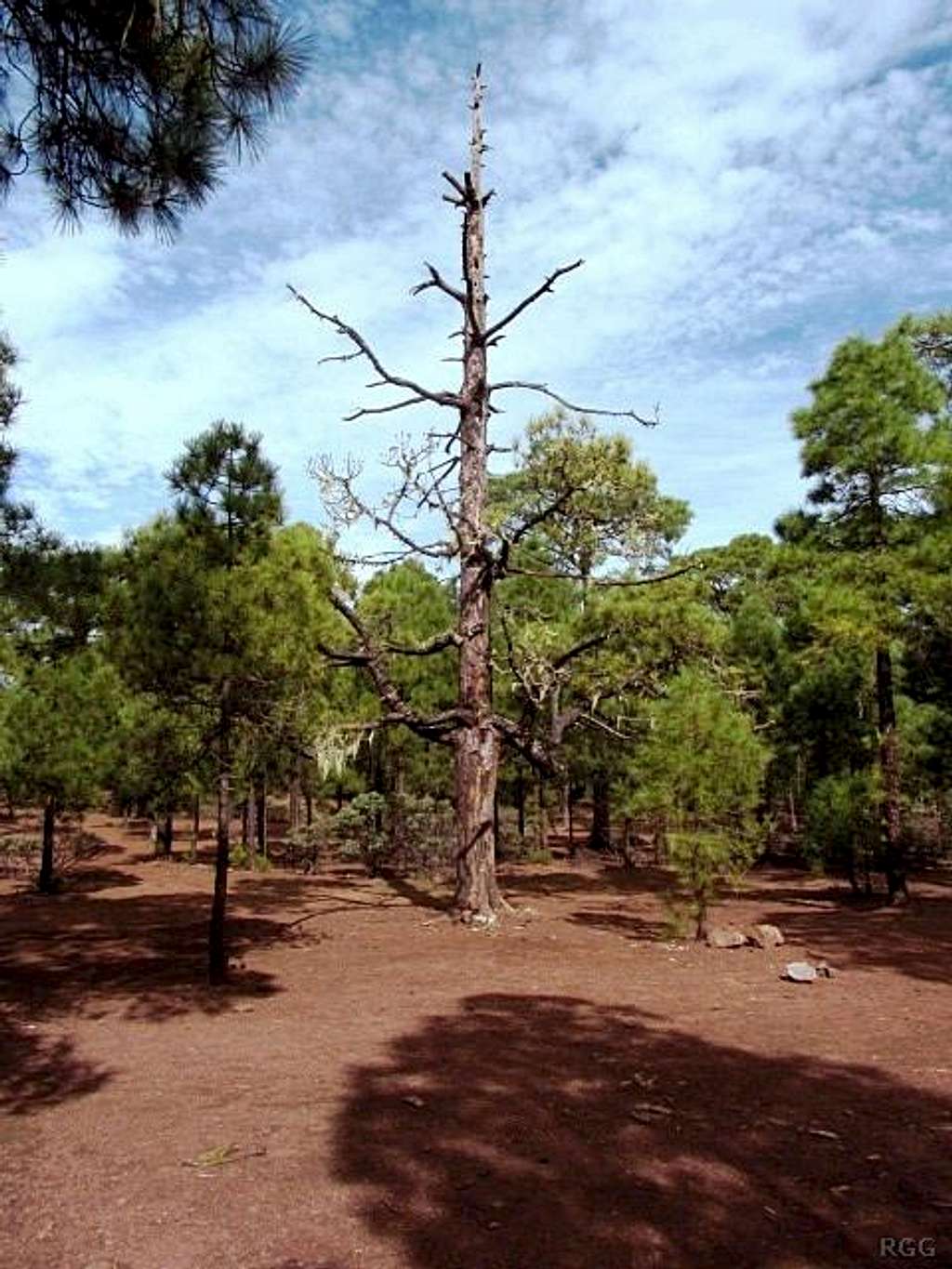 A dead pine tree on the Tamadaba campground