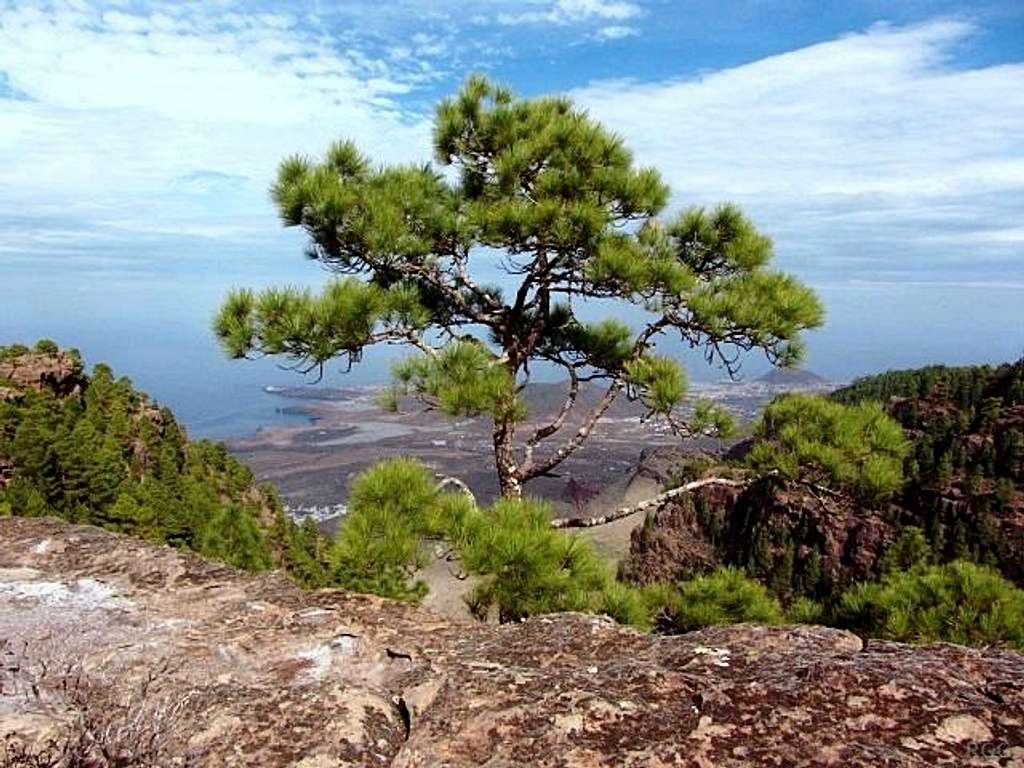 A solitary tree at the edge of the Tamadaba plateau