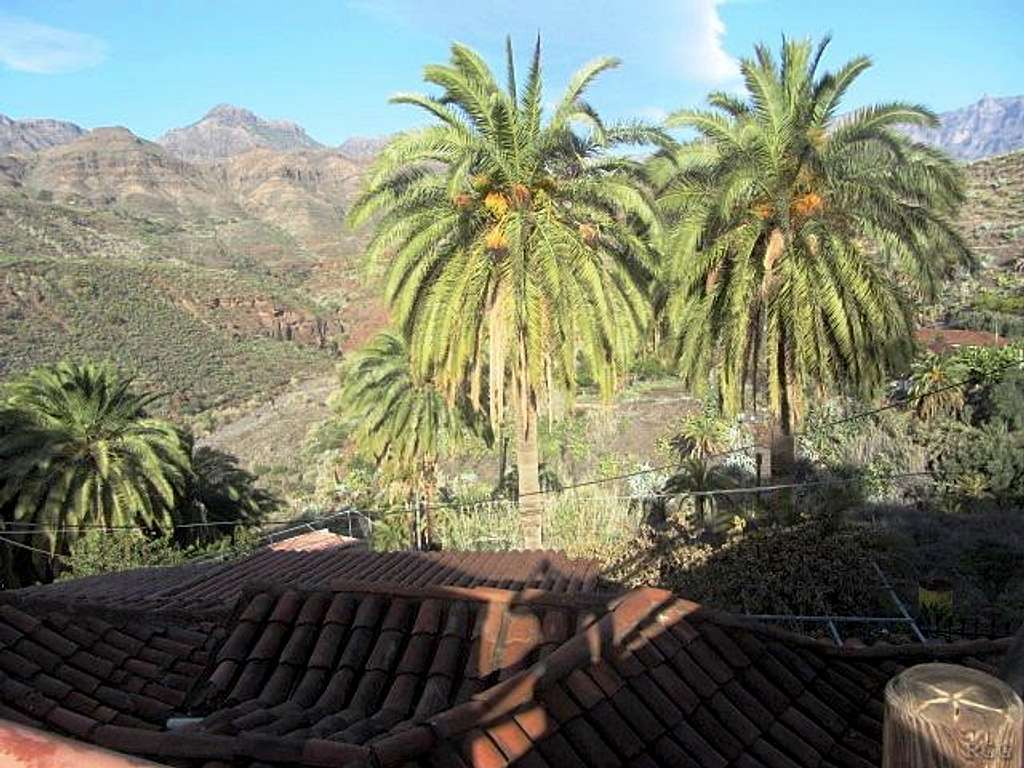 Palm trees at the village of Sorrueda