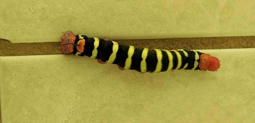 Friendly caterpillar