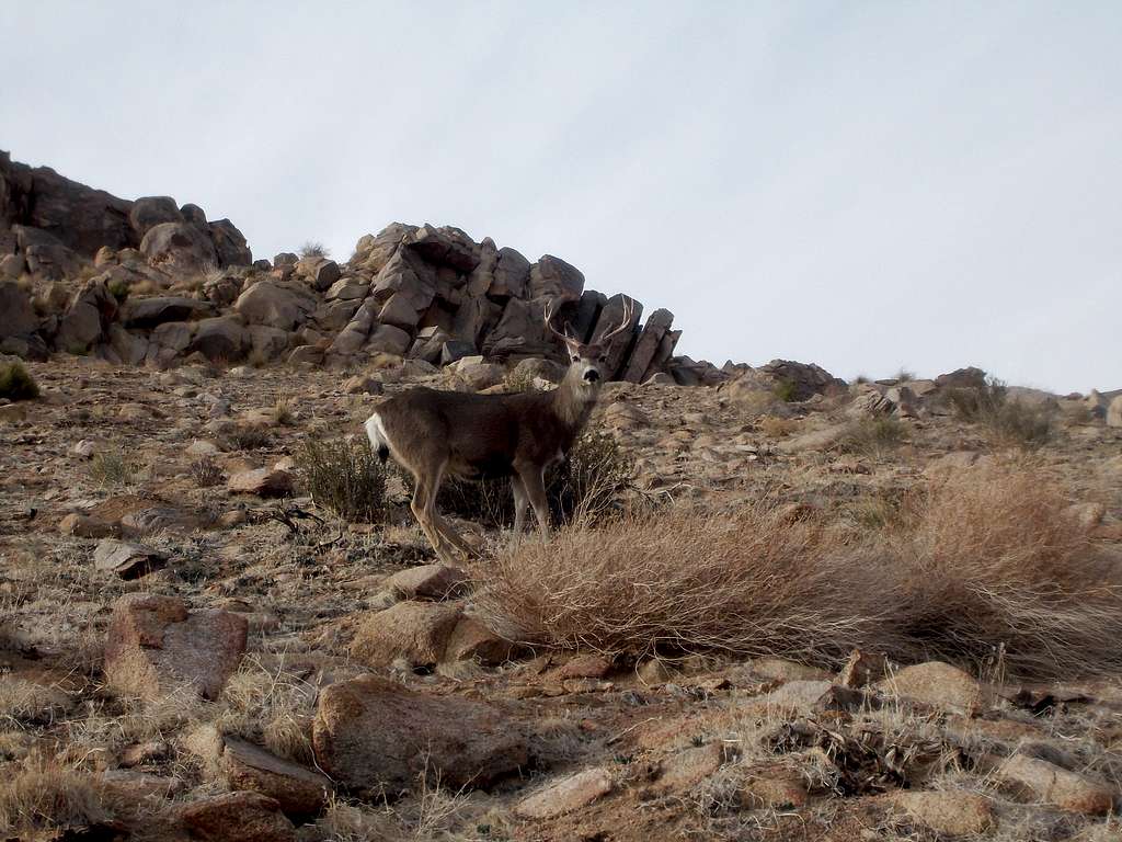 Buck near Big Pine