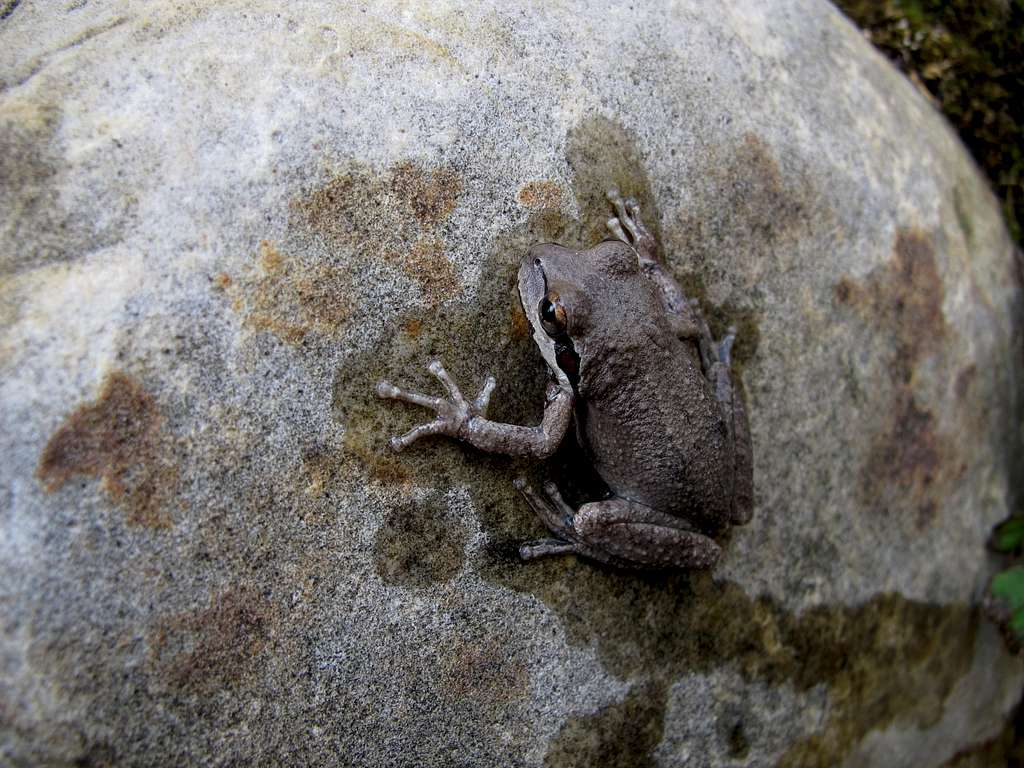 Frog in Pine Creek Canyon